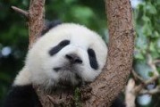 娱乐吃瓜大熊猫视频下载,萌态可掬萌翻网友